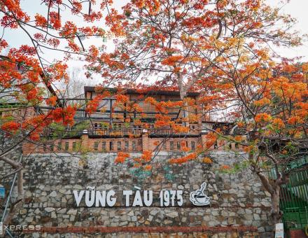 Phượng khoe sắc ở Vũng Tàu